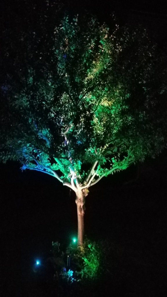 Garden & Architectural Lighting Blair Lawn and Landscape